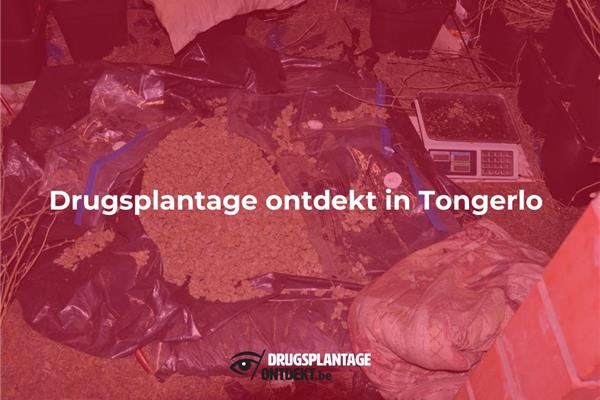 Tongerlo - Drugsplantage ontdekt in Tongerlo
